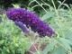 Buddleja davidii 'Black Knight'