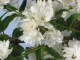 Philadelphus 'Snowbelle'