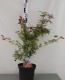 Acer palmatum 'Deshojo'