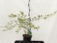 Acer palmatum 'Seiryu'