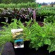 Achillea millefolium Skysail Yellow