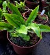 Asplenium scolopendrium