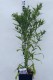 Aster dumosus 'Sapphire'