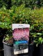 Astilbe simplicifolia 'Hennie Graafland