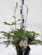Astilbe japonica 'Deutschland'