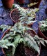 Athyrium niponicum 'Pictum'