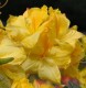 Rhododendron 'Limetta'