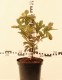 Rhododendron 'Oxydol'