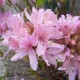 Rhododendron 'Western Lights'