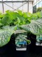 Brunnera macr. 'Alexander's Great' PBR