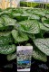 Brunnera macr. 'Sea Heart