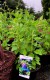Campanula punctata Sarastro