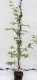 Carpinus betulus