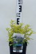 Caryopteris ×clandonensis 'Gold Cres
