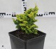 Chamaecyparis obtusa 'Fernspray Gold'
