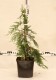 Chamaecyparis nootkatensis 'Klippert'