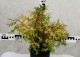 Chamaecyparis obtusa 'Kamarachiba'