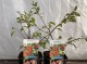 Chaenomeles speciosa 'Mieszko'