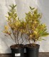 Clethra alnifolia 'Hummingbird'