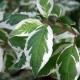 Cornus alba 'Elegantissima'