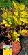 Cotinus coggygria Golden Lady