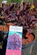 Cotinus coggygria Lila