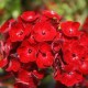 Dianthus barbatus 'Dash Crimson'