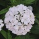 Dianthus barbatus 'Dash White'