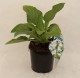Digitalis 'Dalmatian White'