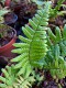 Dryopteris wallichiana 'Jurasic Gold'