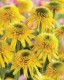 Echinacea 'Eccentric Yellow'