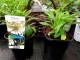 Echinacea 'Delicious Nougat'