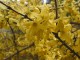 Forsythia intermedia 'Goldzauber'