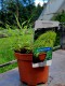 Hakonechloa macra 'All Gold'