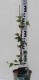 Hedera helix