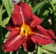 Hemerocallis 'Dragon Lore'