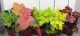 Heuchera w odmianach
