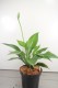 Hosta sieboldiana var. elegans
