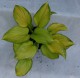 Hosta 'Stained Glass'