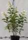 Hydrangea paniculata 'White Lady'