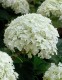 Hydrangea arborescens 'Annabelle'