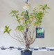 Hydrangea paniculata 'Limelight' PBR®