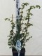 Hydrangea petiolaris