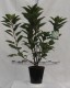 Hydrangea paniculata 'Early Harry' PBR®