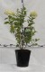 Hydrangea paniculata 'Limelight' PBR®