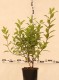 Hydrangea paniculata 'Unique'