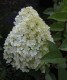 Hydrangea paniculata 'Bobo' PBR
