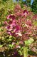 Hydrangea paniculata 'Wim's Red' PBR®