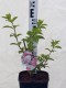 Hydrangea pan. 'Vanillle Fraise' PBR