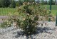 Neillia thibetica